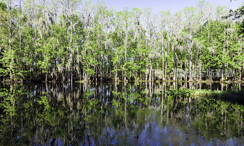 柏树沼泽倒影在瓦溪公园和保护在基西米，佛罗里达州