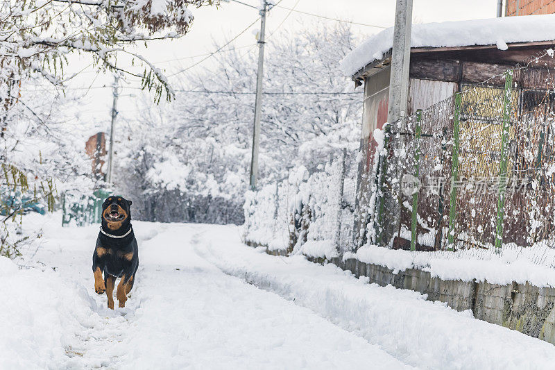 村子里的狗在雪地里玩耍