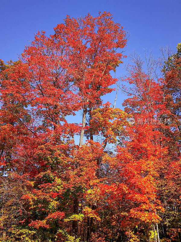 糖枫树秋天在五月花湖，箭头省公园的亨茨维尔，安大略省，加拿大