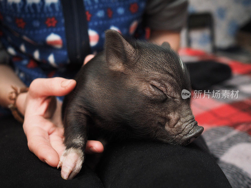 迷你猪是宠物。小猪睡在女主人的怀里