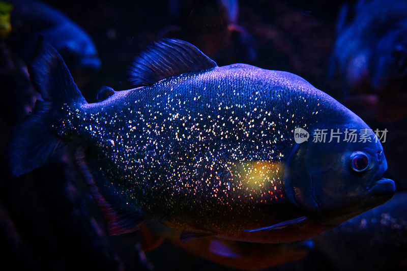 水族馆拍摄的海洋生物