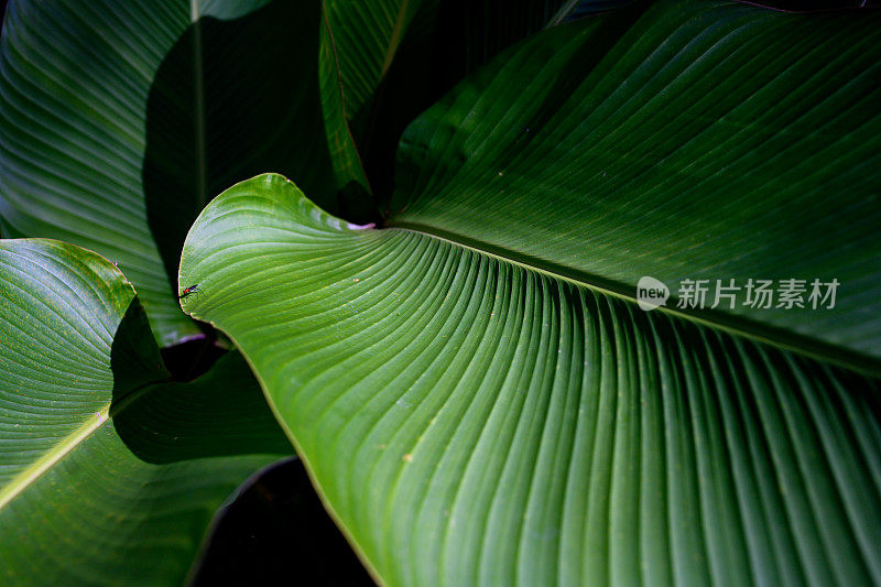 波多黎各云奎国家森林热带雨林植物叶片特写