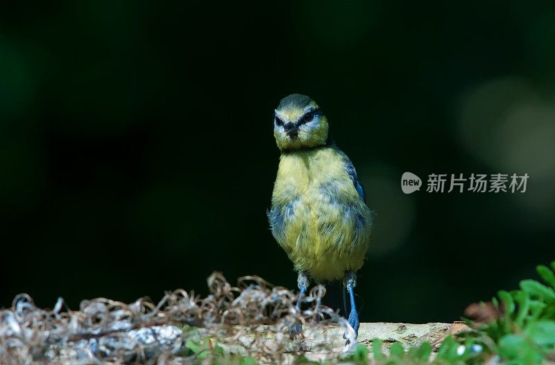 年轻的蓝冠山雀