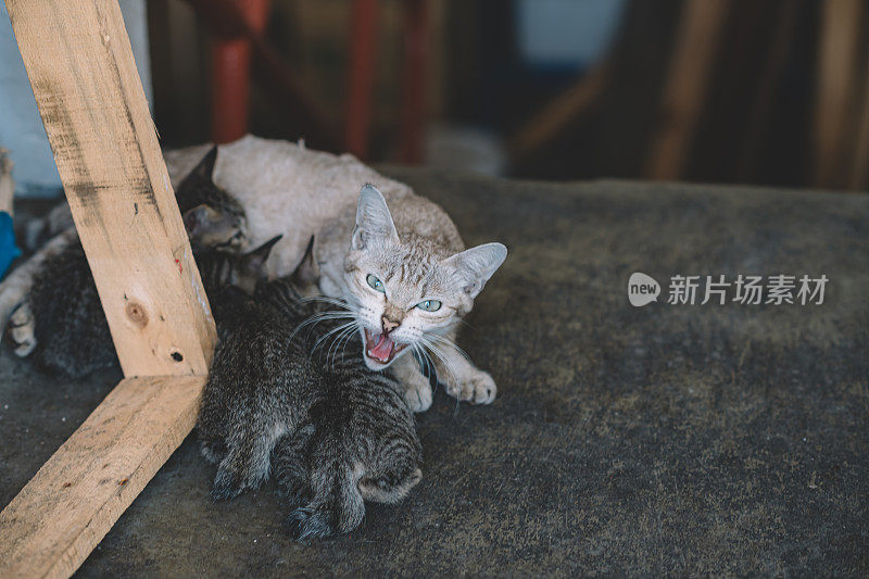 一只保护小猫的母猫一边喂小猫，一边看着镜头，怒气冲冲地咬着牙