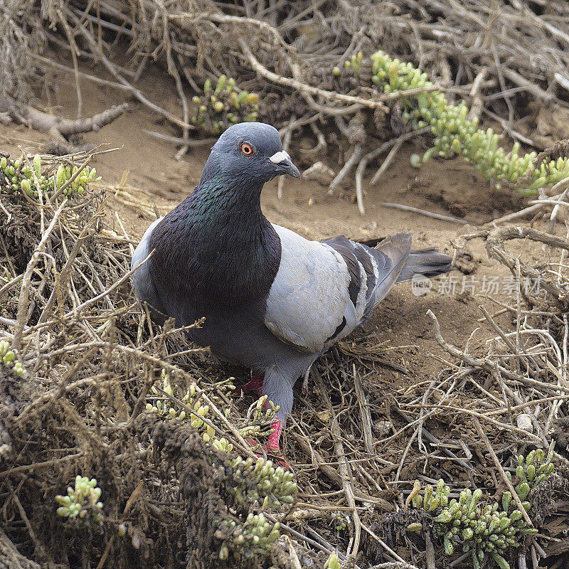 一只正在繁殖的岩鸽在沙丘中寻找食物
