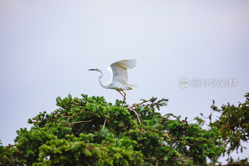 江西南昌象山森林公园白鹭栖息地