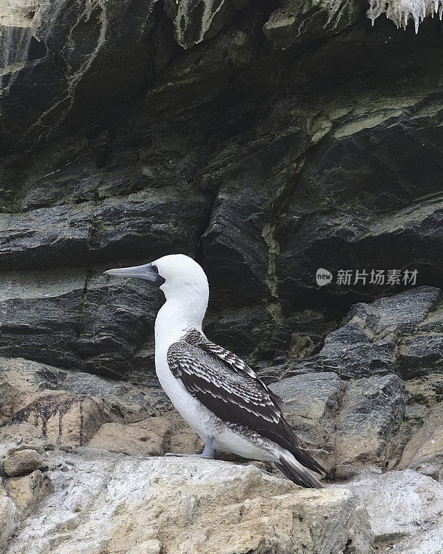 一只秘鲁鲣鸟栖息在筑巢的岩架上