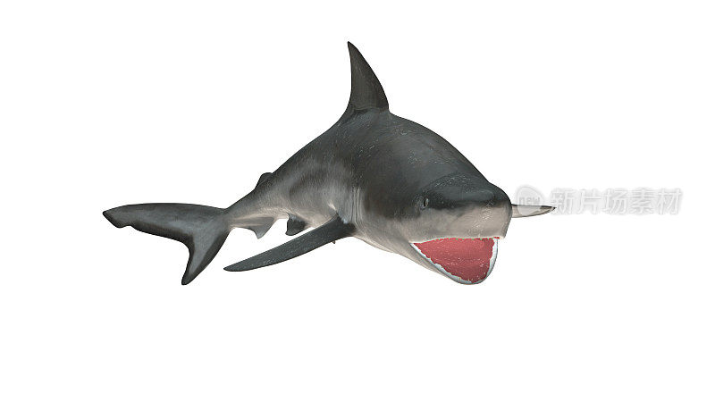 牛鲨孤立在白色背景切出准备张口视图3d渲染
