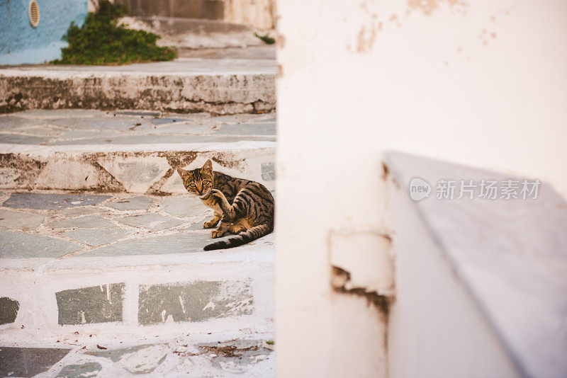 希腊喀帕索斯的猫