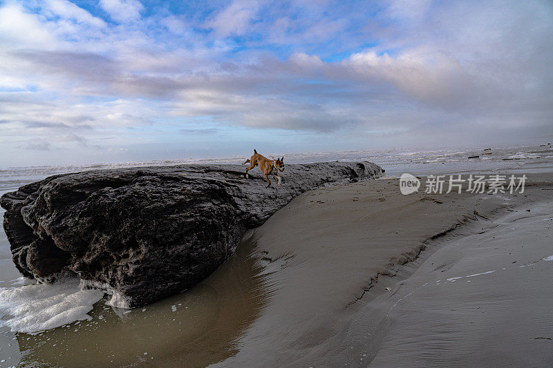 拳师犬沿着搁浅的原木奔跑