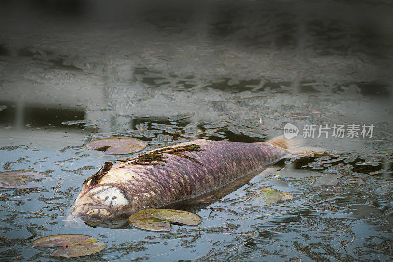 漂浮着睡莲花瓣的死鲤鱼