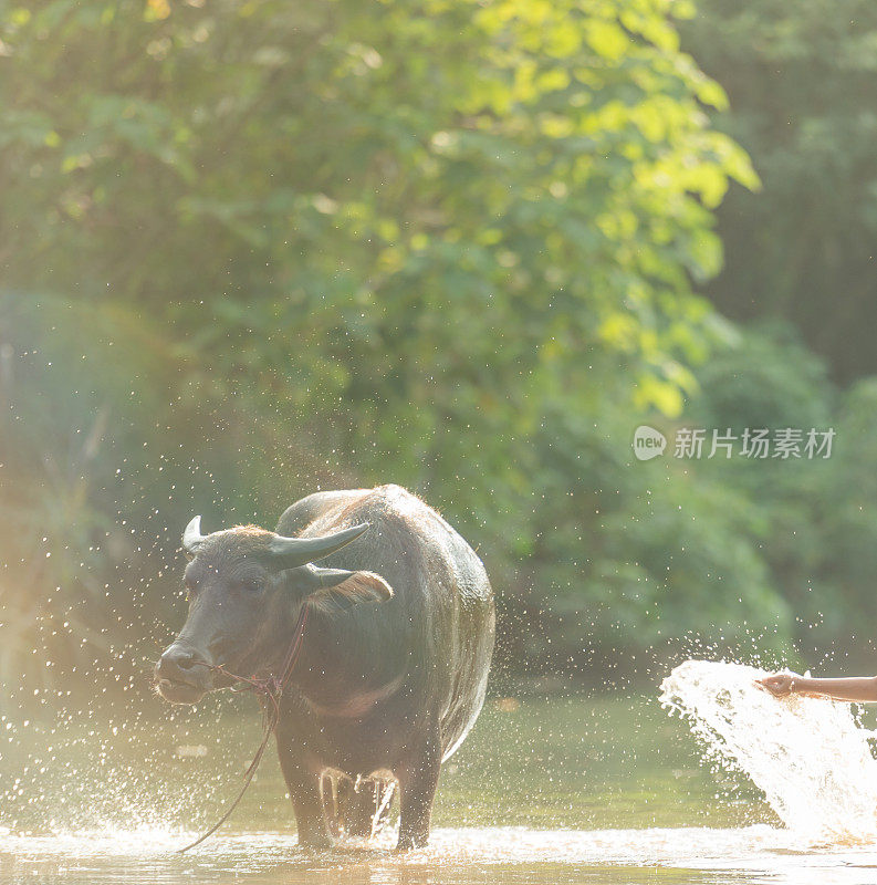 泰国南部的泰国水牛