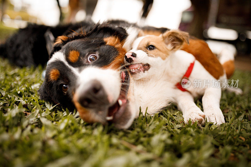 一只小狗和一只伯尔尼山犬在草地上玩耍