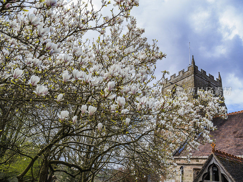 开花树春天自然树四月五月比奥利教堂教堂墓地英国伍斯特郡