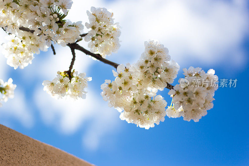 蓝色天空下的白色苹果花(特写)