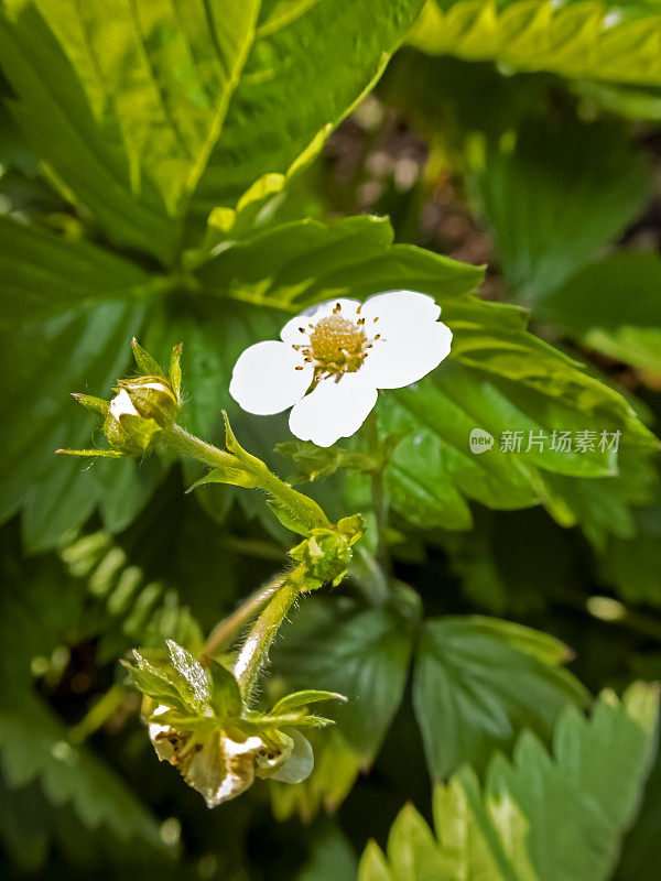 野生草莓的花