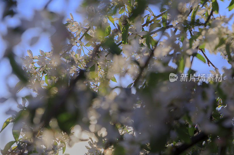 白色的杏树在湛蓝的天空下开花