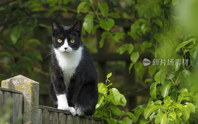 一只黑白相间的猫在花园的篱笆上