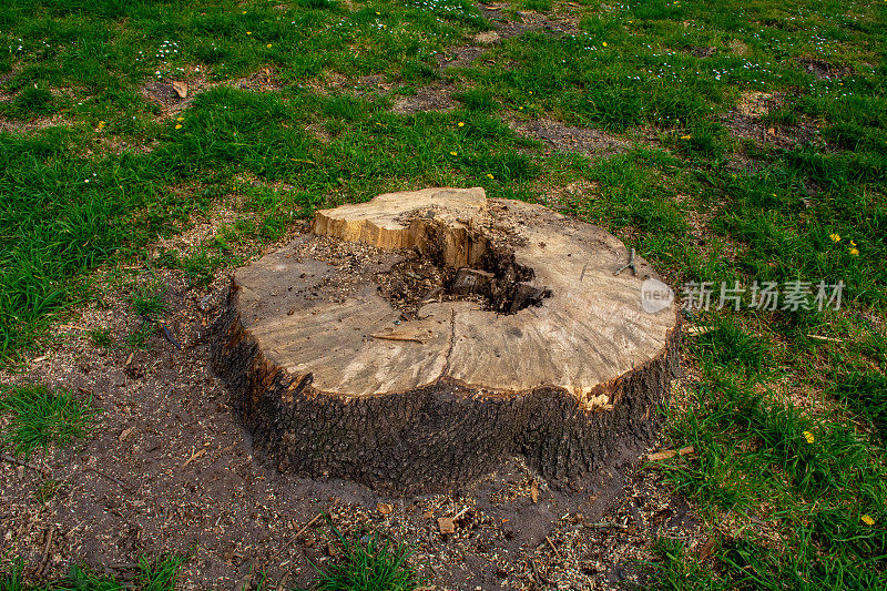 树被砍伐了几十年，留下的是一个病树桩