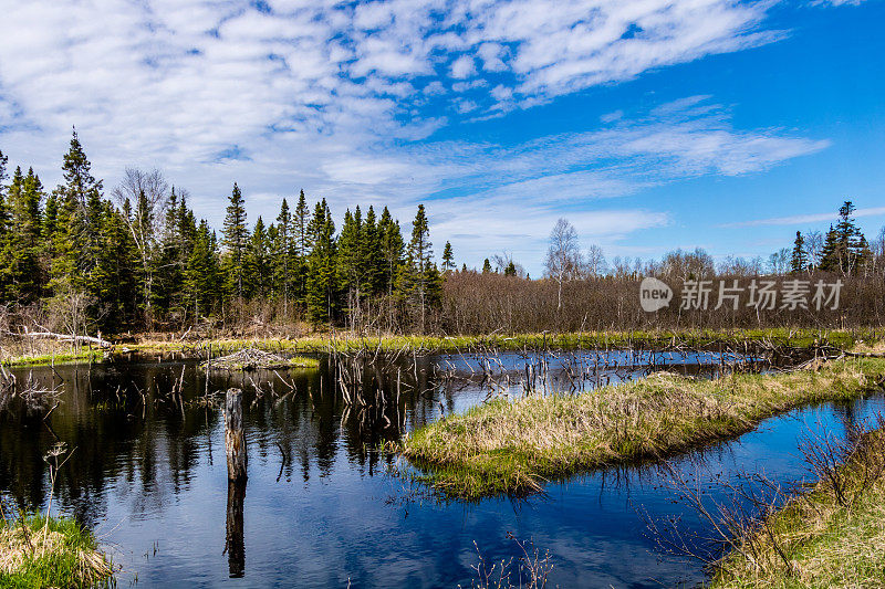 加拿大纽芬兰，理查德·斯奎尔斯爵士纪念省级公园路边池塘