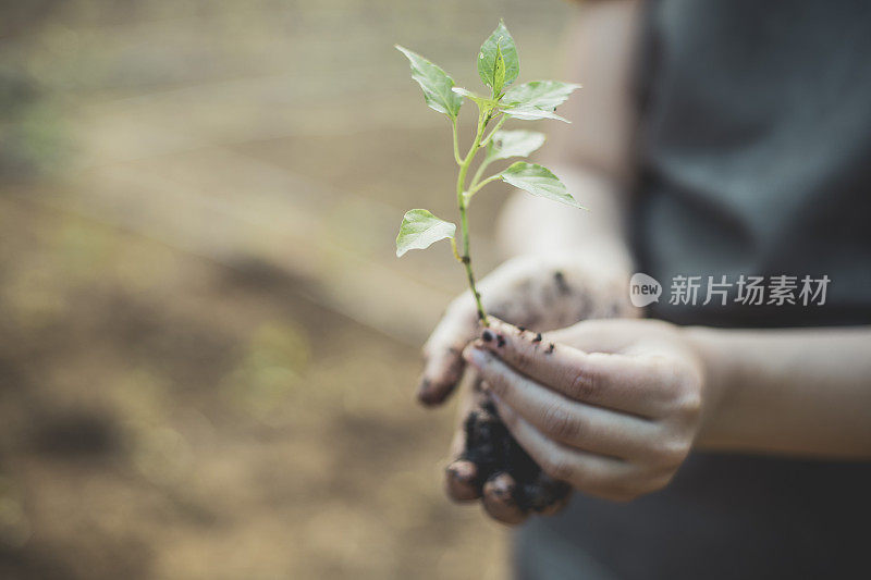 小心地捧着一株幼苗