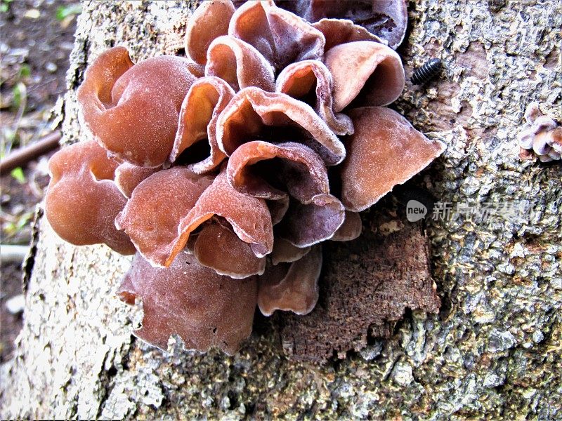 日本。6月。树上这些美丽的蘑菇看起来就像美丽的花朵。