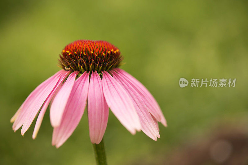 粉色紫锥花特写