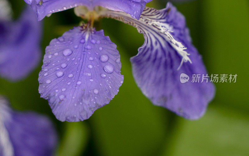 美丽的紫花蝴蝶花