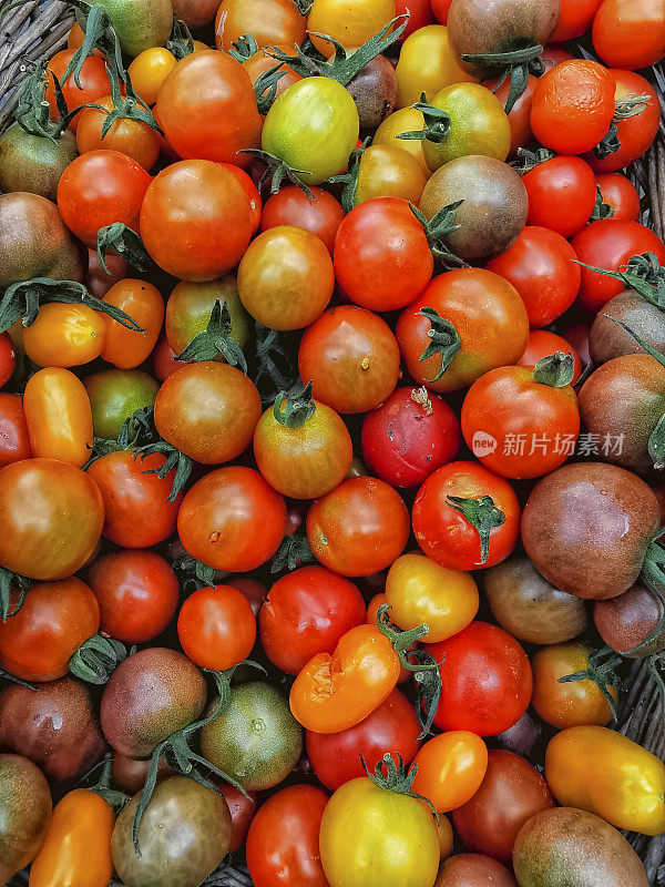不同种类的西红柿