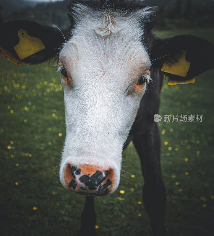 绿山牧场上有角的牛的肖像