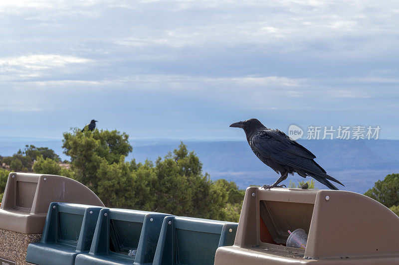 一对乌鸦栖息在垃圾桶上和附近，在峡谷地国家公园的一个小径的起点