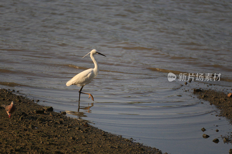 大鸟(大白鹭)在潮湿的土地上寻找鱼