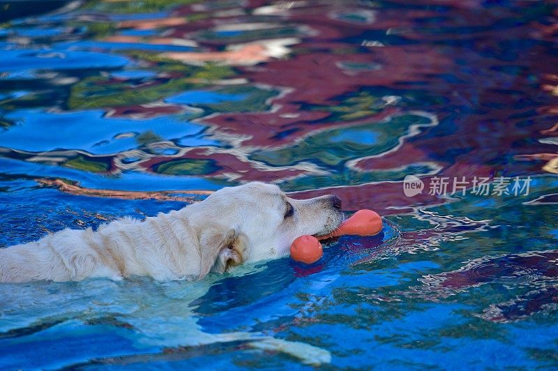 游泳池里的狗