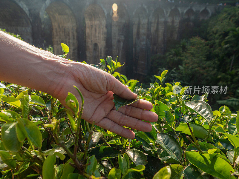 日落时分，手触摸茶树