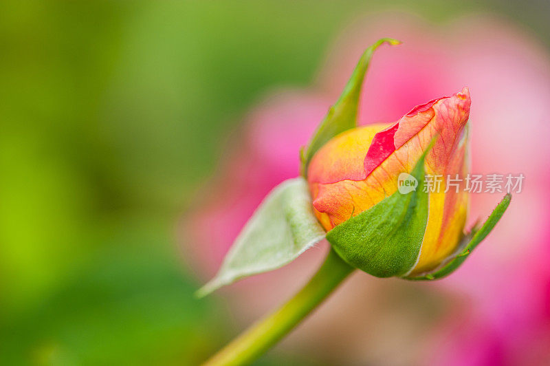 美丽的橙色玫瑰花蕾在夏季花园