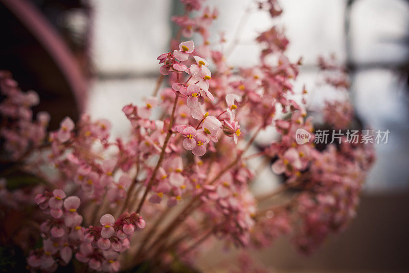 聚碳酸酯温室里的粉红色花朵