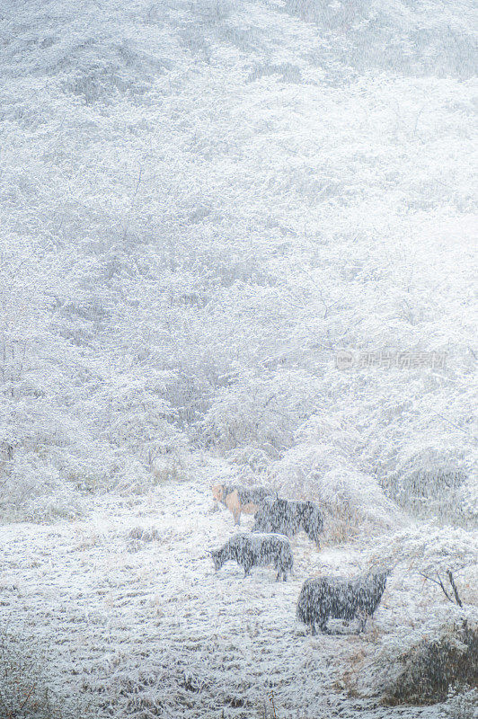 美丽的自然景观黄龙和九寨沟国家公园与惊人的雪在中国四川