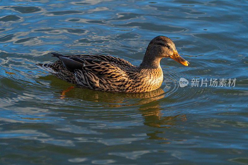 单只母野鸭在湖低水位宏观水位视图