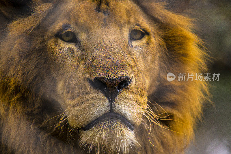 成年狮子的镜头令人印象深刻。参观内罗毕重要的无保护或受伤动物孤儿院。肯尼亚