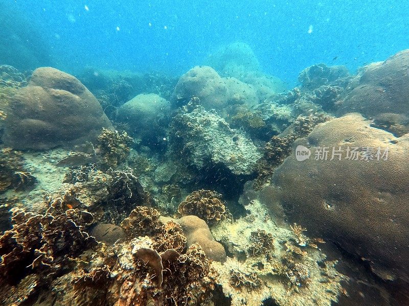 泰国古道海洋生物