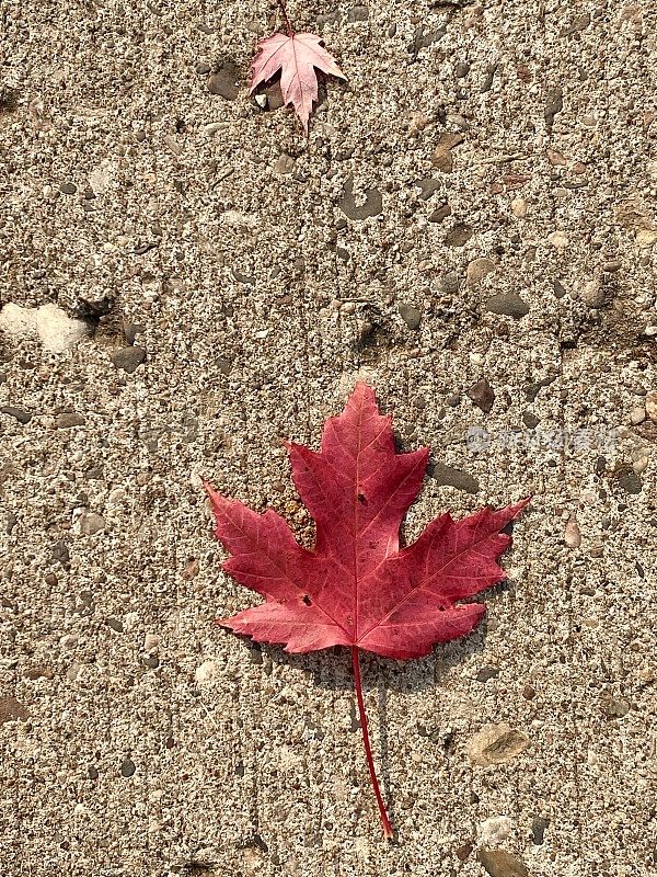 明尼苏达州的秋天枫叶
