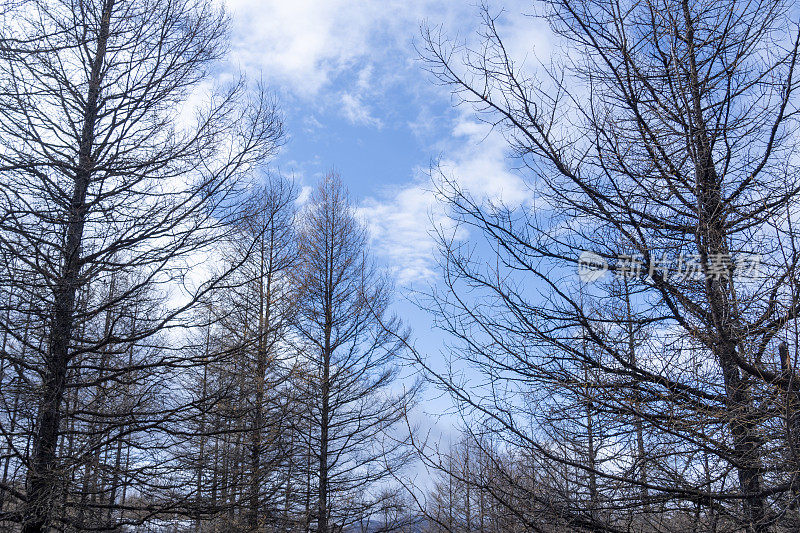 森林中无叶的树木，如桦树、落叶松等，蓝天白云下