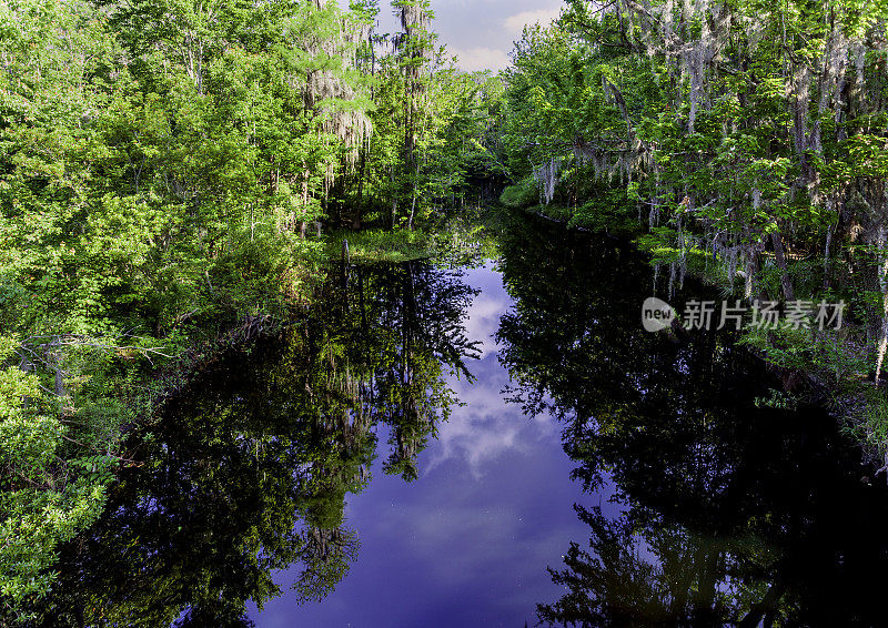 从佛罗里达奥卡拉附近的银泉流出的反射。这是佛罗里达银泉州立公园的世界著名银泉的早春景象。