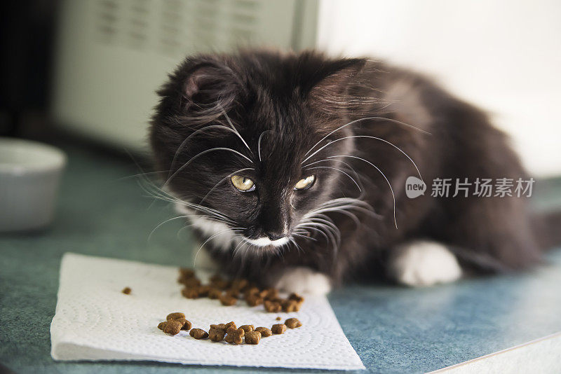 可爱的3个月小猫吃小猫的食物。