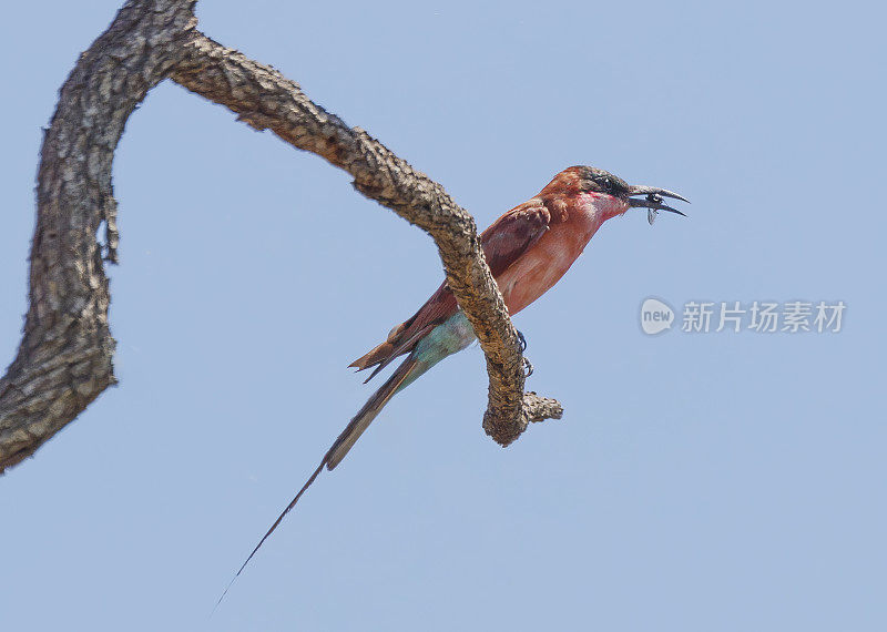 食蜂鸟