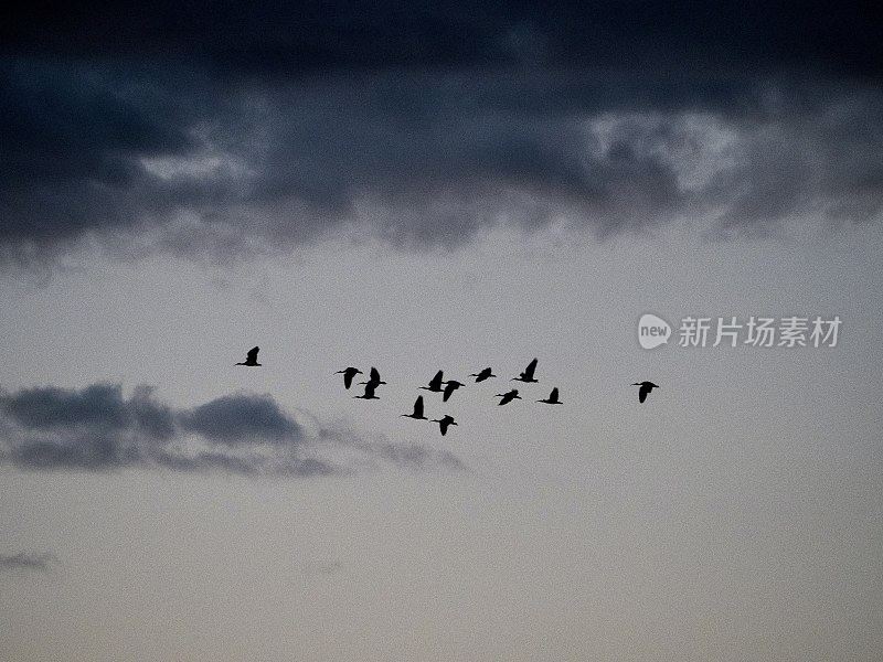 野生朱鹮在飞行