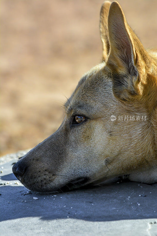 野狗(犬狼疮野狗)