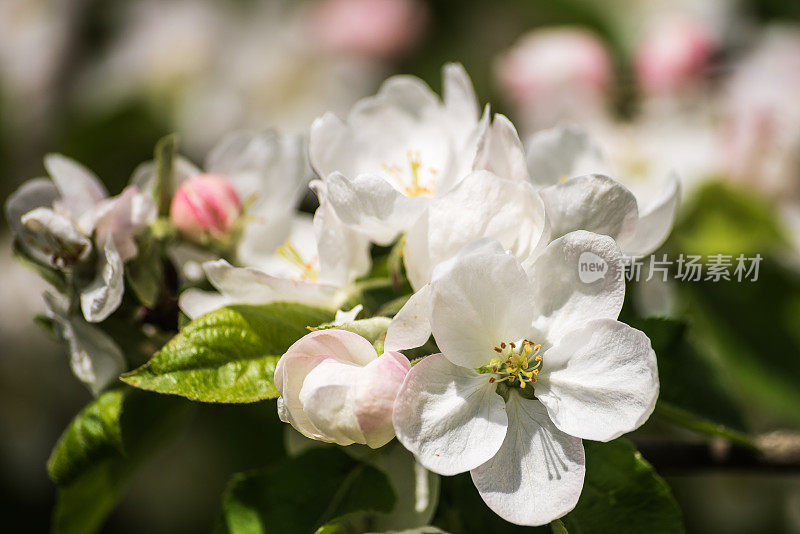美丽的春天苹果树花开花，近了。春天果园的树枝在风中摇摆