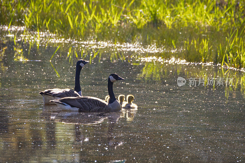 加拿大鹅家庭和小鹅在波光粼粼的池塘