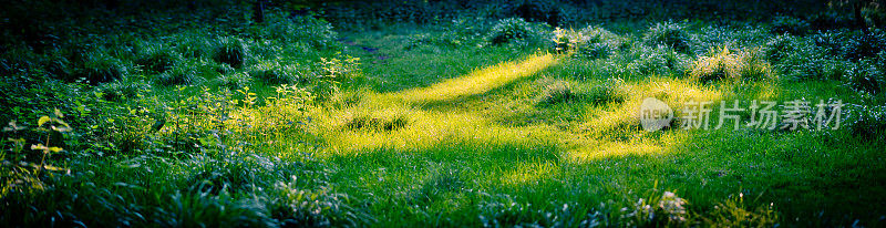 光束照亮森林地面的草和荨麻，有选择的焦点